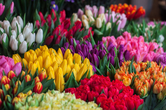 How to Take Care of Fresh Flowers: Make Your Blooms Last Longer