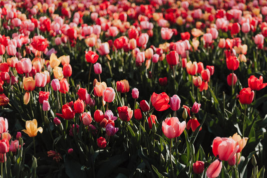 Celebrating Mother’s Day with Flowers