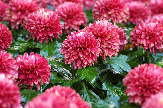 Life Spans of Different Types of Fresh Cut Flowers