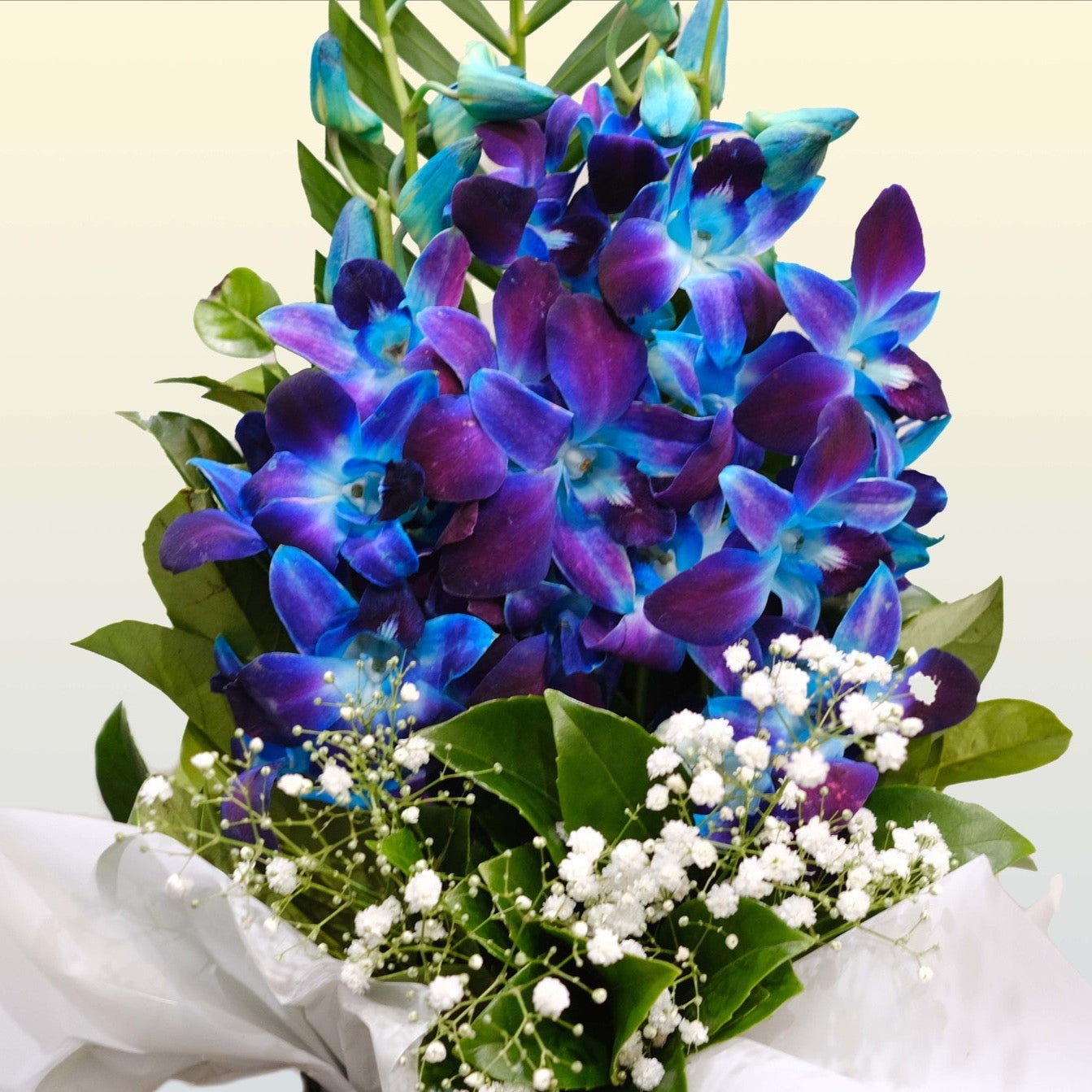 BLUE ORCHID BREEZE