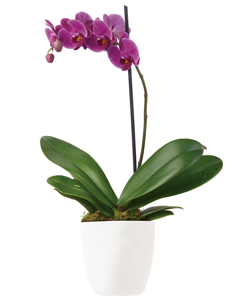 IMPERIAL PURPLE