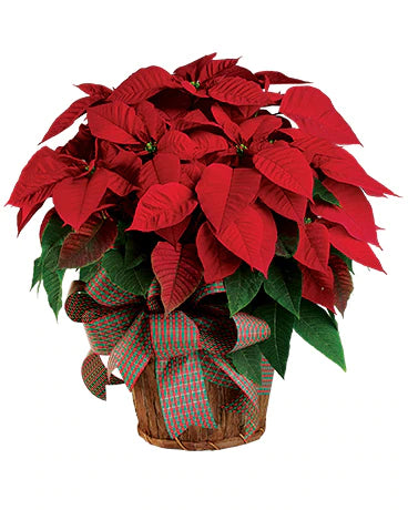CHRISTMAS POINSETTIA